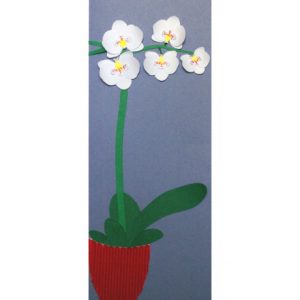 carte orchidée blanche